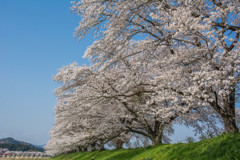 宮の桜