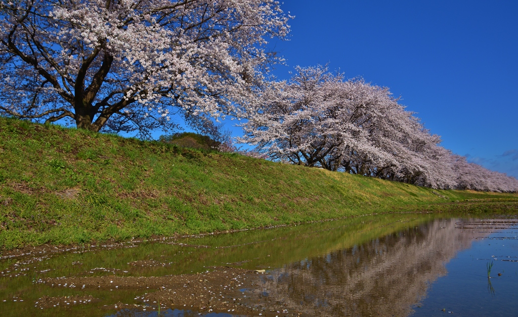 宮の桜5