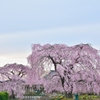 長福寺「枝垂桜」1