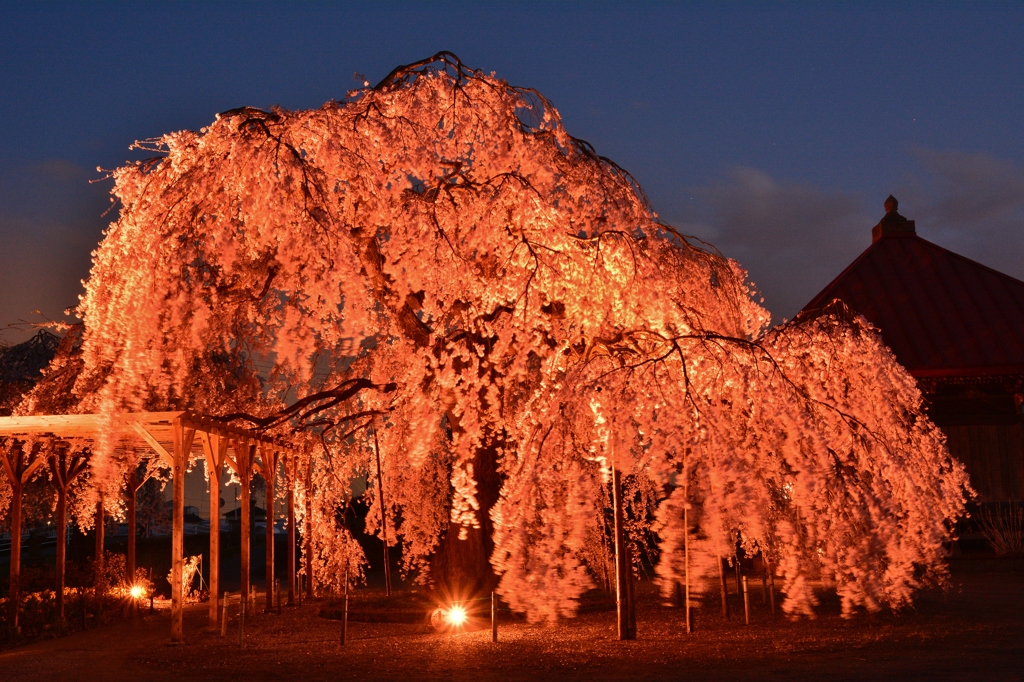 長福寺「枝垂桜」ライトアップ2