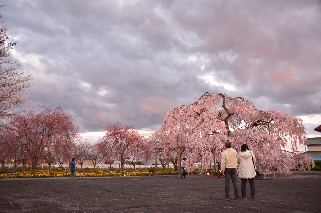 長福寺「枝垂桜」5