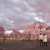 長福寺「枝垂桜」5