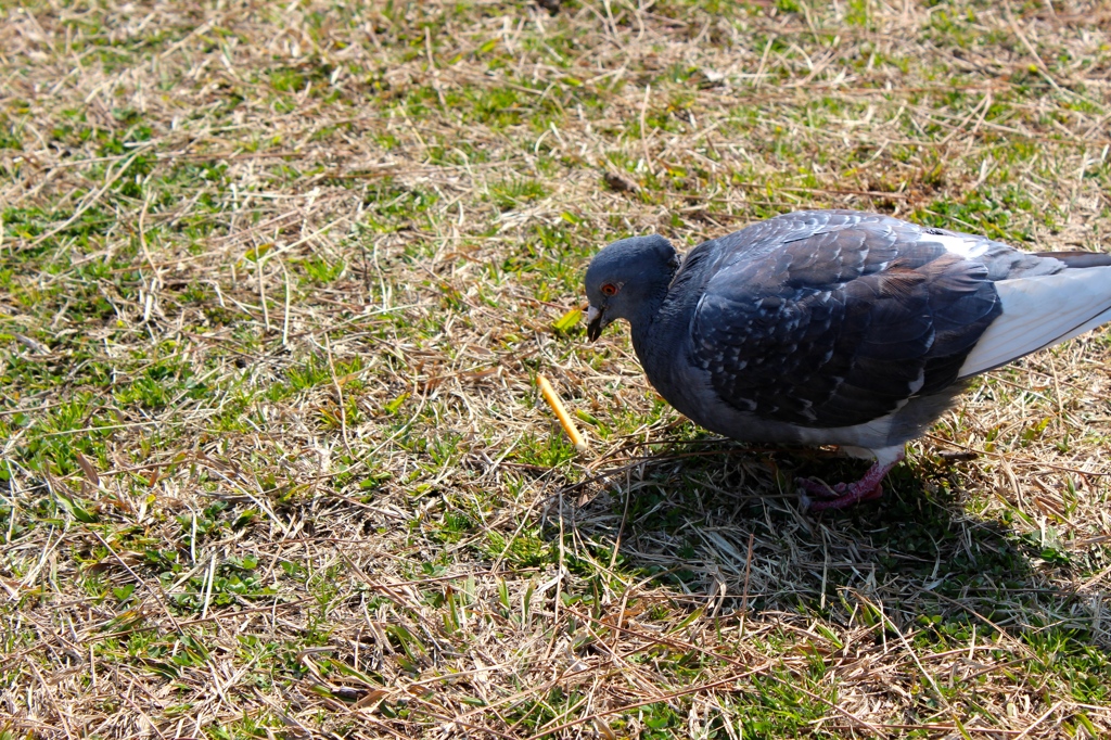 お菓子を見つめる鳩
