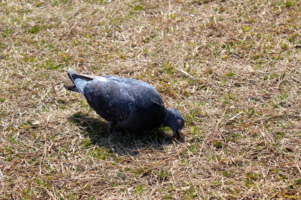 目をつぶるハト