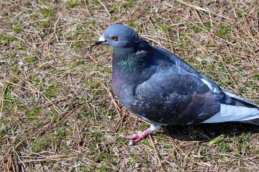 鳩