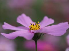 武庫川～秋桜～