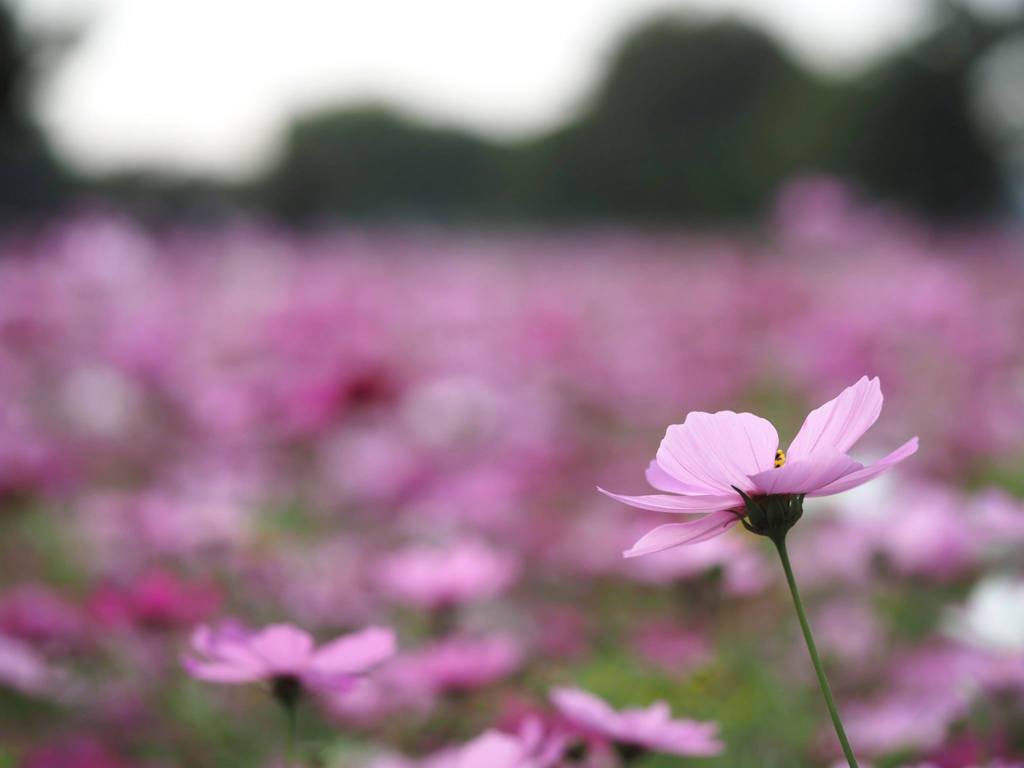 武庫川～秋桜～