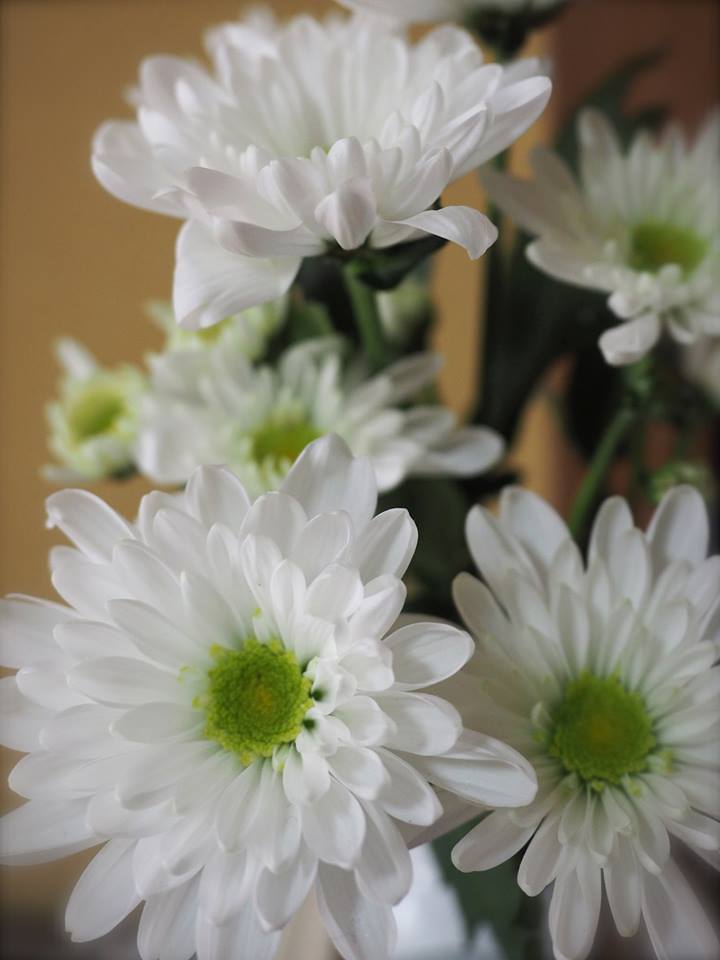 白菊