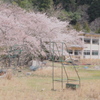 桜だけは