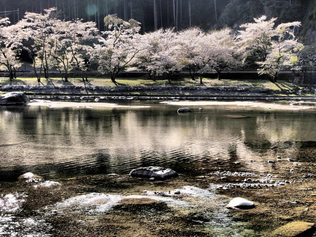 川辺の桜