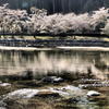 川辺の桜