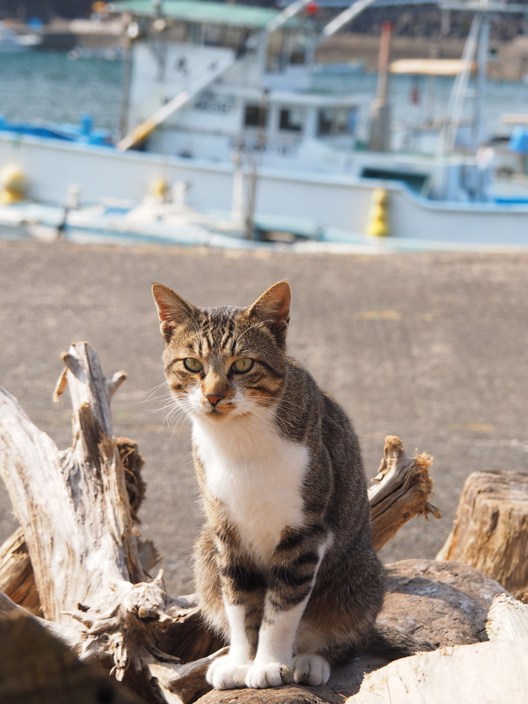 海ねこ(笑)