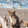 海ねこ(笑)