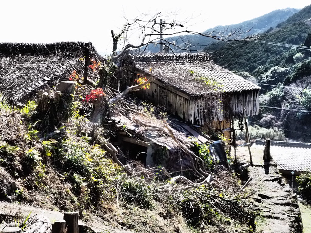 廃屋の春