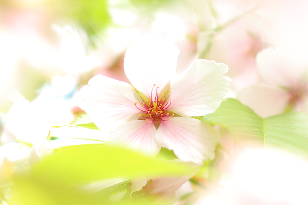sakura stardust