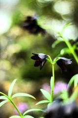 black lily