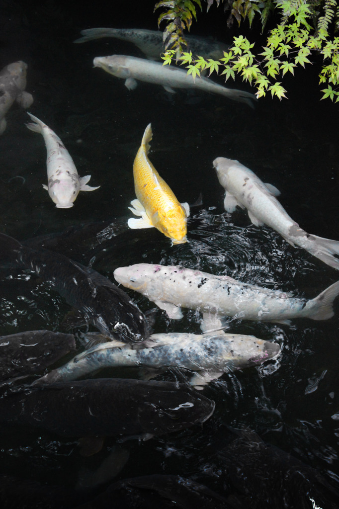 懐かしの人面魚