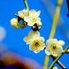 white on blue