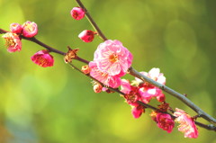 pink on green