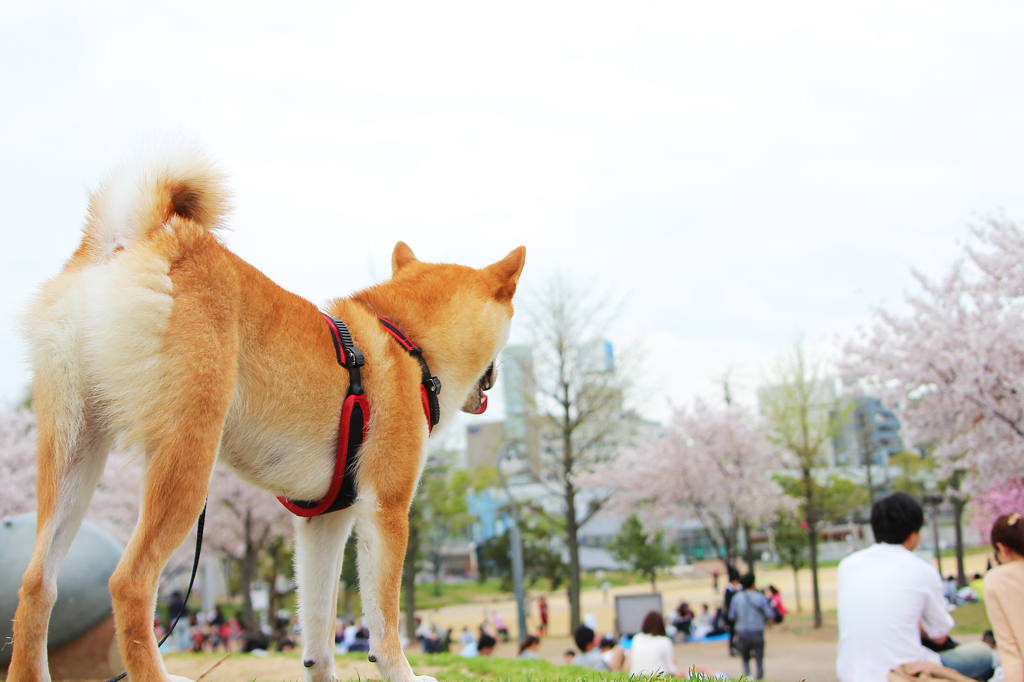 どれを頂こうかな。。