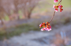 夕桜**