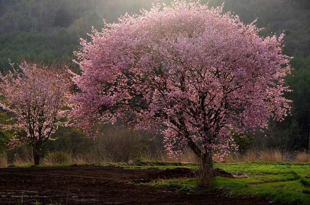 大山桜咲く