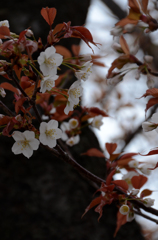 朝日に匂ふ 山桜花**