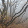 霧の森で.....