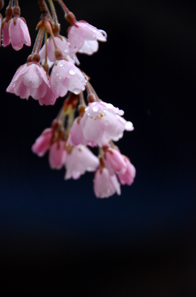 雨に咲く