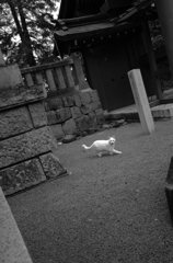 神社と白猫