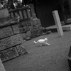 神社と白猫