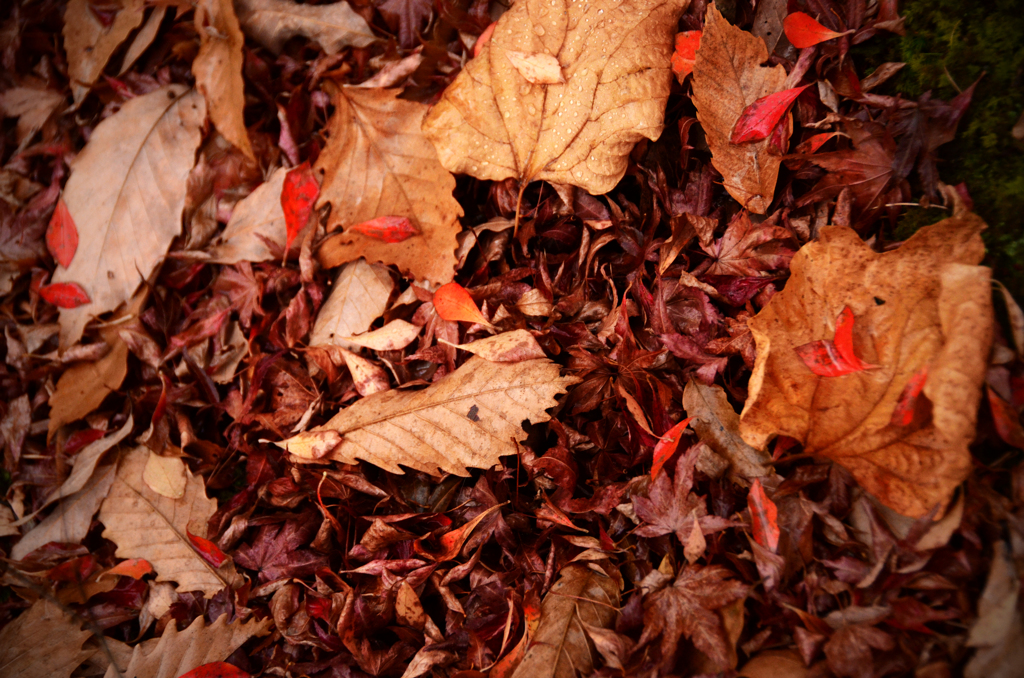 紅葉散る**