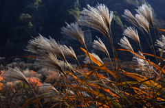 芒原