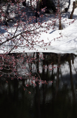 志賀高原の春