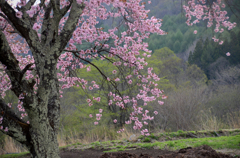 大山桜咲く**