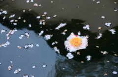 花筏 ..... 吹き寄せられて