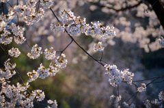 夕桜*