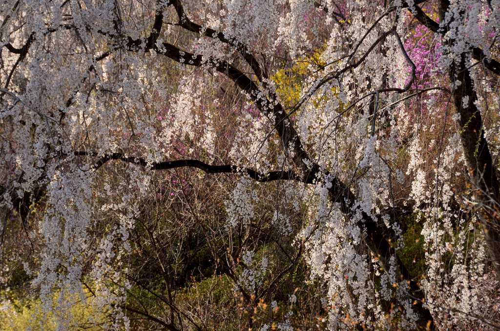 こぼれ桜*