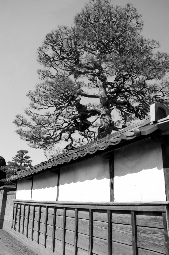 MONOCHROME*