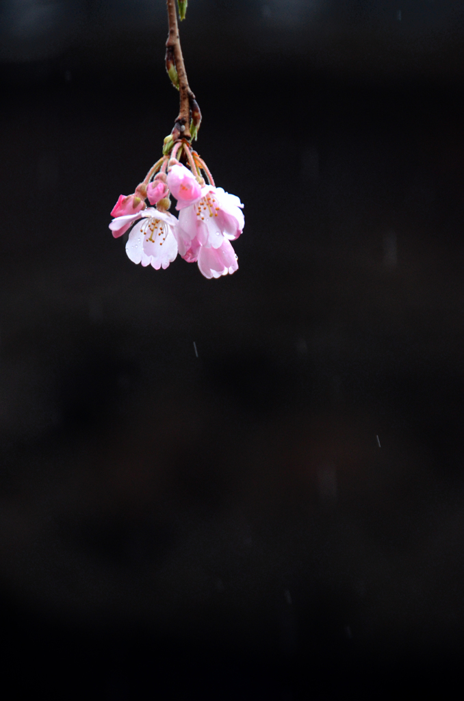 雨に咲く