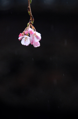 雨に咲く