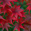 朱と緑