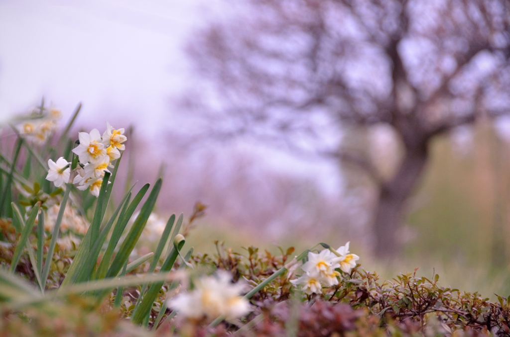 水仙花