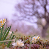 水仙花