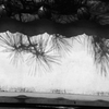MONOCHROME***