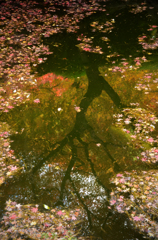 水もみじ