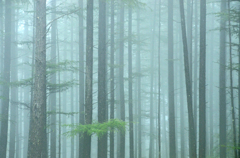 霧の落葉松林で