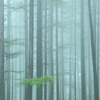 霧の落葉松林で