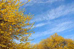 きりりと、新年の空