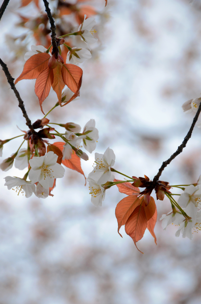 朝日に匂ふ 山桜花*　